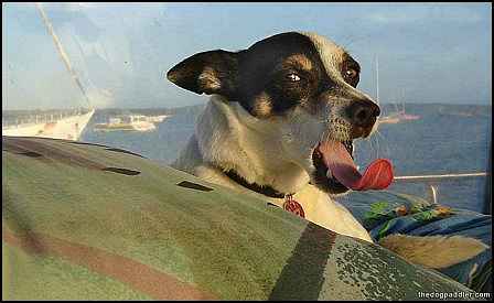 081215_Penny_LongTongue_900x550_opt8ADV.jpg