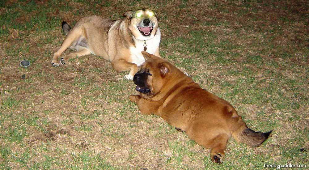 DSC08950_DogsFaceOff_1000x550_opt3.jpg